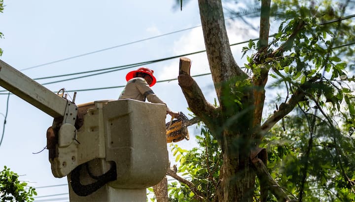 Tree care and maintenance services in Costa Mesa