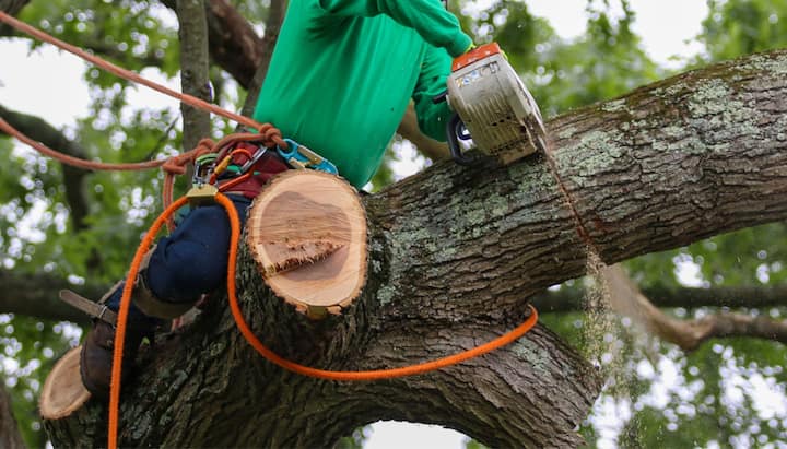 Shed your worries away with best tree removal in Costa Mesa