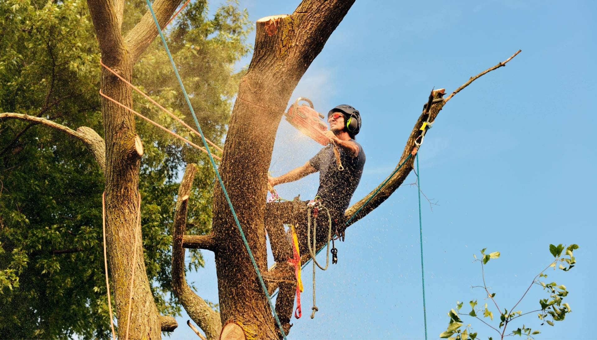 Get rid of tree problems with the expert tree removal contractors in Costa Mesa