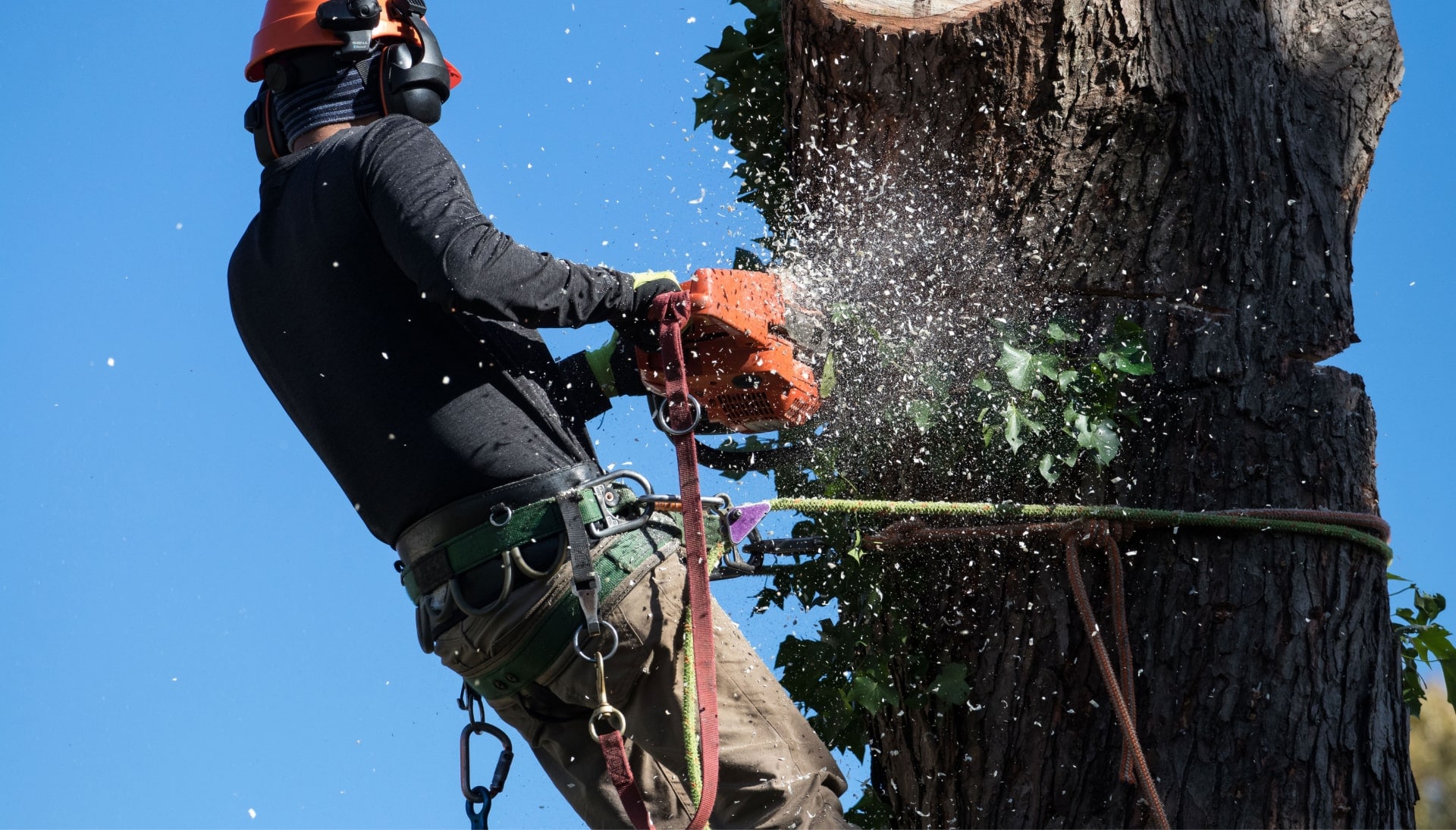 Professional Tree removal solutions in Costa Mesa