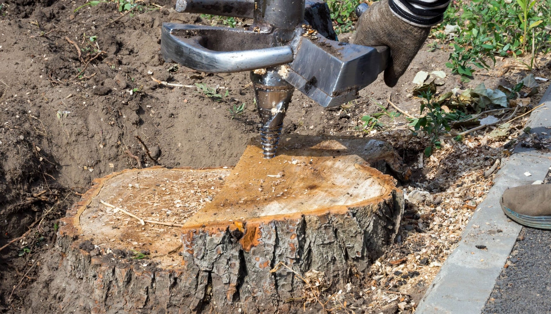 Costa Mesa Tree stump removal
